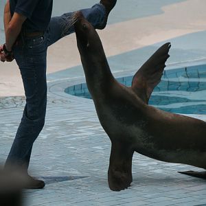 Sealion Show #1