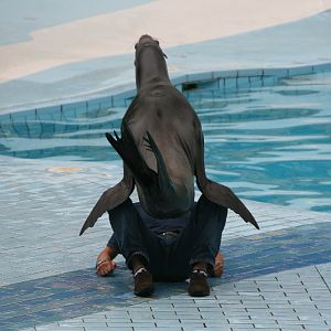 Sealion Show #2