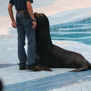 Sealion Show #3
