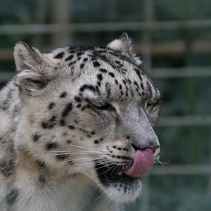 Snow Leopard