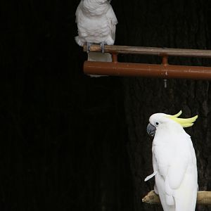 Parrot Show Cockatoos