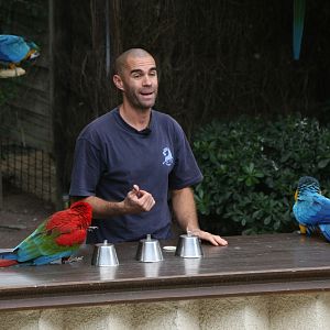 Parrot Show #3