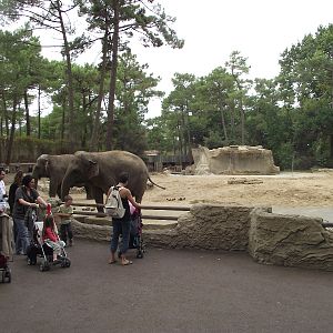 Elephant Enclosure #1