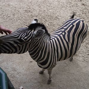 Zebra Closeup