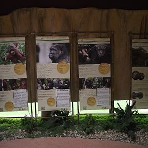 Great Ape House Indoor #8