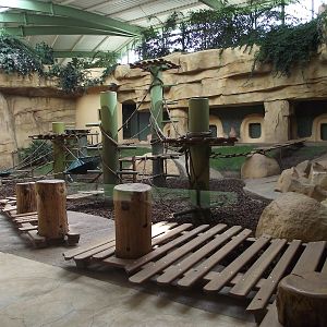 Great Ape House Indoor #9