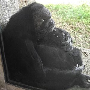 Great Ape Viewing Window