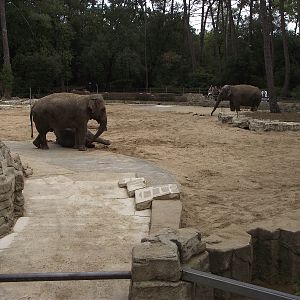 Elephant Paddock