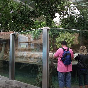 Tropical House Caiman Pool