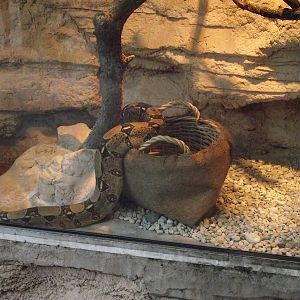 Boa in a Shopping Basket