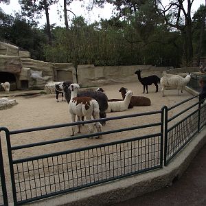 Alpacas