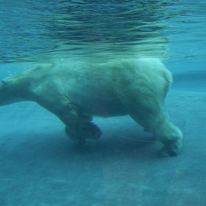 Polar Bear Underwater Viewing