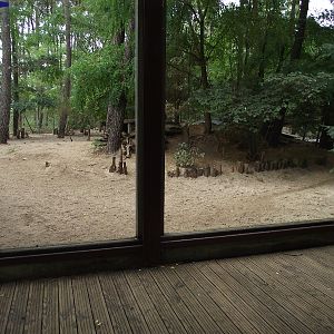 Arctic Wolf Enclosure #1