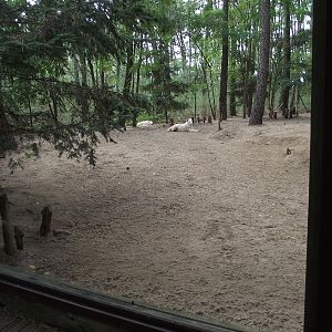 Arctic Wolf Enclosure #2