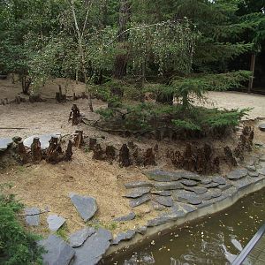 Arctic Wolf Enclosure #4