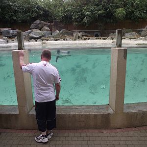 Humbolts Penguin Pool