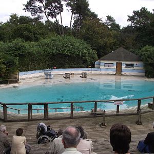 Sealion Pool