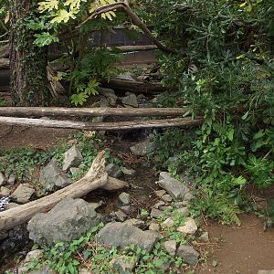 Red Panda Enclosure #1