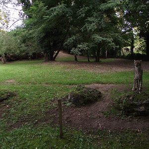 Cheetah Enclosure