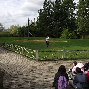 Falconry Arena #1