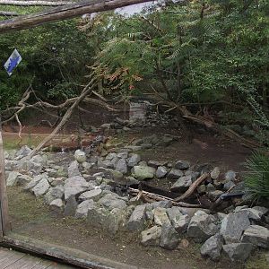 Grizzly Bear Viewing