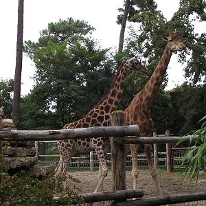 Giraffes
