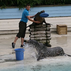 Sealion Show #1