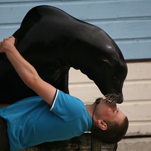 Sealion Show #2