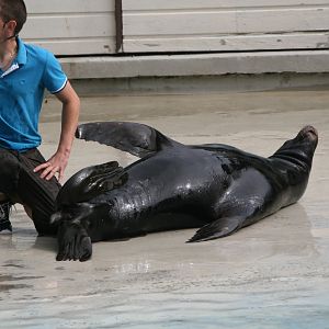 Sealion Show #3