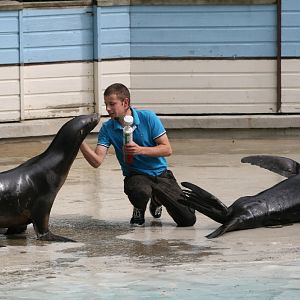 Sealion Show #4