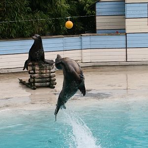 Sealion Show #5