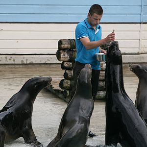 Sealion Show #6