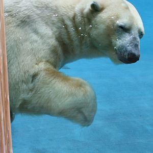 Underwater Polar Bear