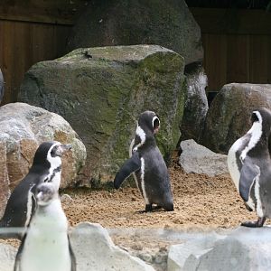 Humbolts Penguins