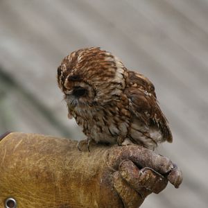 Tawny Owl