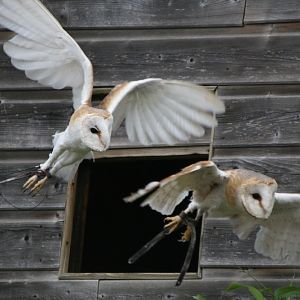 Barn Owls