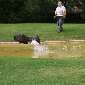 Bald Eagle Catching Fish
