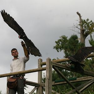 Turkey Vultures