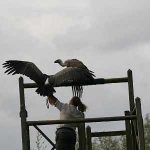 Griffon Vultures #1