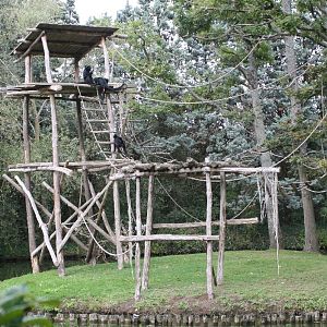 Spider Monkey Island