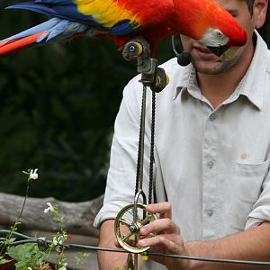 Macaw Unicycle