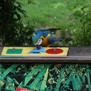 Macaw with Shape Sorter