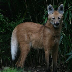 Maned Wolf