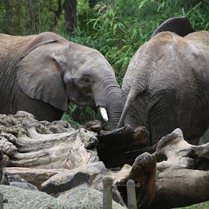 African Elephants