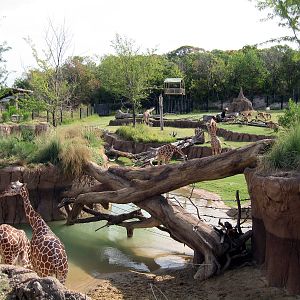 Giants of the Savanna - After the first 16 months