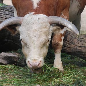 Hinterwald Cattle at Berlin Zoo, 31/08/11