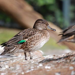 Common Teal at Berlin Zoo, 31/08/11