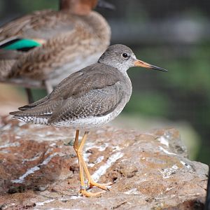 Common Redshank at Berlin Zoo, 31/08/11