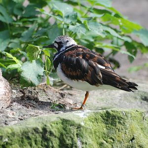 Ruddy Turnstone at Berlin Zoo, 31/08/11