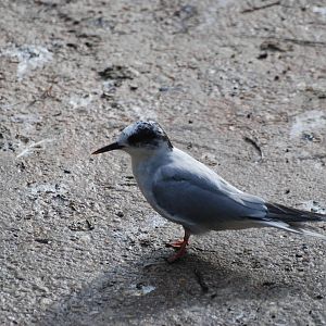 Arctic Tern at Berlin Zoo, 31/08/11